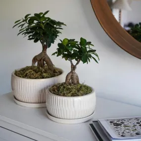 Bonsai Tree Round Planter Set of 2 - White